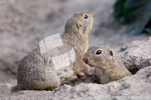 Image of European ground squirrel (Spermophilus citellus)