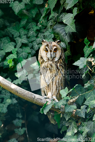 Image of long-eared owl (Asio otus)
