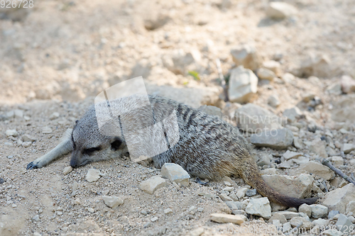 Image of meerkat or suricate (Suricata suricatta)