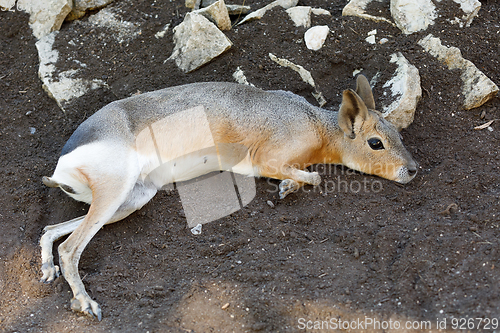 Image of Patagonian Mara (Dolichotis patagonum)