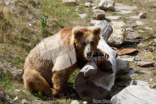 Image of Himalayan brown bear (Ursus arctos isabellinus)