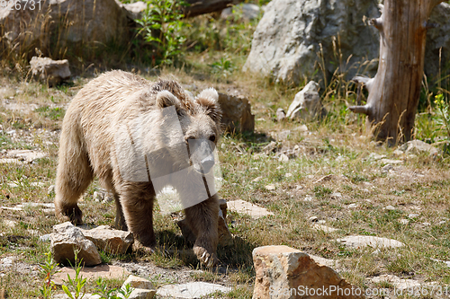 Image of Himalayan brown bear (Ursus arctos isabellinus)