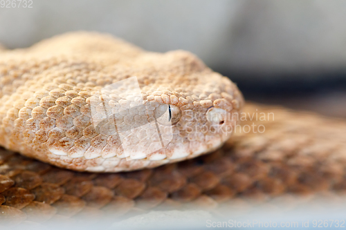 Image of Milos viper (Macrovipera schweizeri) venomous viper