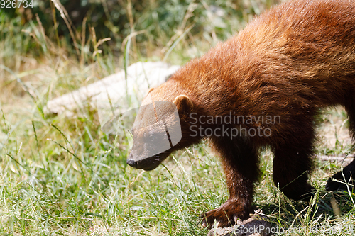 Image of Wolverine (Gulo gulo)