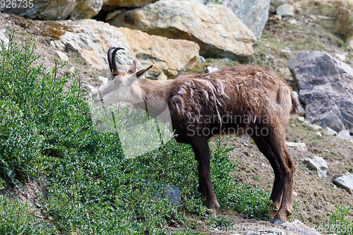 Image of Male chamois at the mountain hill