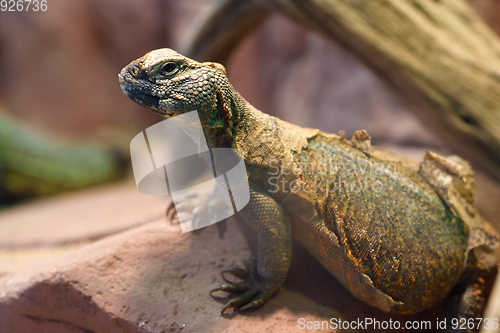 Image of Uromastyx is a genus of African and Asian agamid lizards