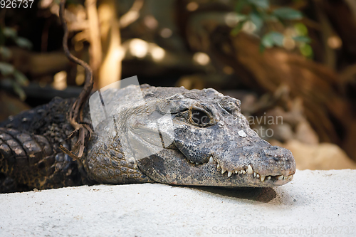 Image of dwarf crocodile (Osteolaemus tetraspis)
