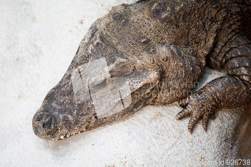 Image of dwarf crocodile (Osteolaemus tetraspis)