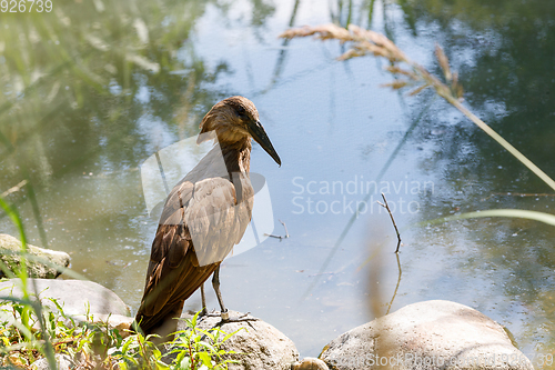 Image of bird Hamerkop (Scopus umbretta)