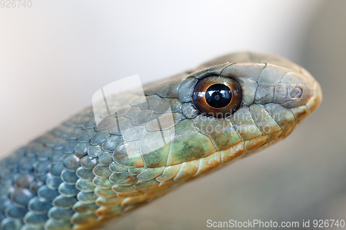 Image of Montpellier snake (Malpolon insignitus)