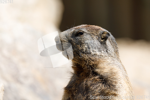 Image of alpine marmot (Marmota marmota latirostris) on the rock