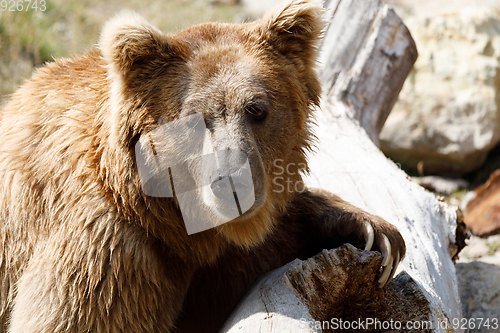 Image of Himalayan brown bear (Ursus arctos isabellinus)