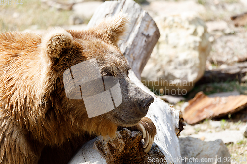 Image of Himalayan brown bear (Ursus arctos isabellinus)