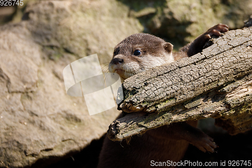 Image of European otter family (Lutra lutra)