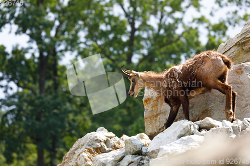 Image of Male chamois at the mountain hill