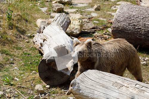 Image of Himalayan brown bear (Ursus arctos isabellinus)