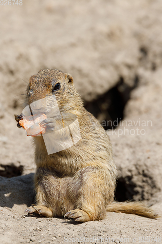 Image of European ground squirrel (Spermophilus citellus)