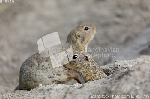 Image of European ground squirrel (Spermophilus citellus)