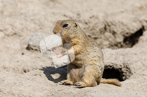 Image of European ground squirrel (Spermophilus citellus)