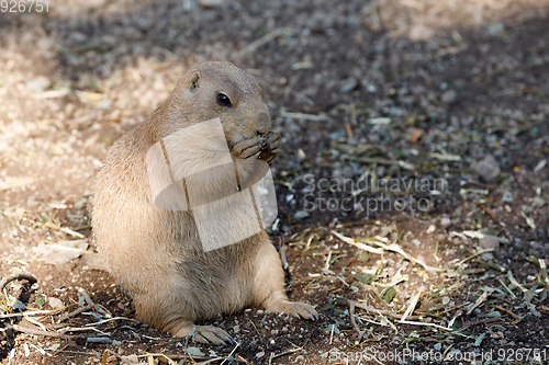 Image of Black-tailed prairie dogs (Cynomys ludovicianus)