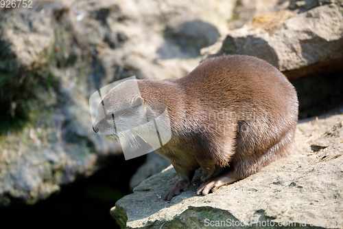 Image of European otter family (Lutra lutra)