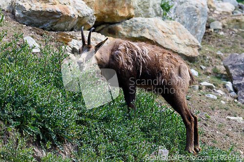 Image of Male chamois at the mountain hill