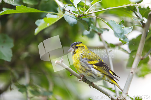 Image of Eurasian siskin (Spinus spinus) small passerine bird