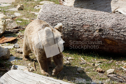 Image of Himalayan brown bear (Ursus arctos isabellinus)