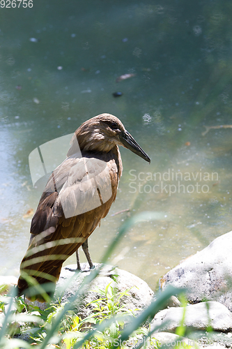 Image of bird Hamerkop (Scopus umbretta)