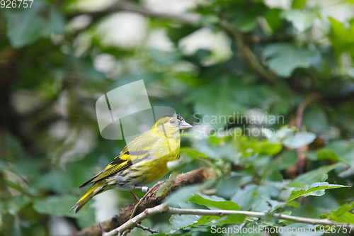 Image of Eurasian siskin (Spinus spinus) small passerine bird