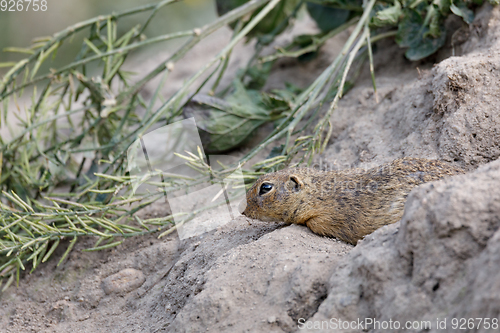 Image of European ground squirrel (Spermophilus citellus)