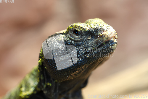 Image of Uromastyx is a genus of African and Asian agamid lizards