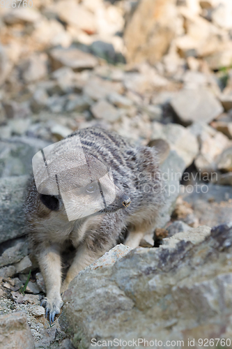 Image of meerkat or suricate (Suricata suricatta)