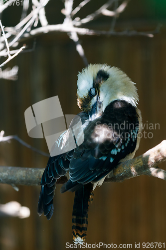 Image of bird laughing kookaburra (Dacelo novaeguineae)