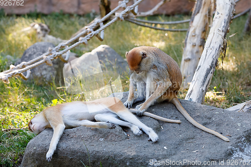 Image of patas monkey (Erythrocebus patas)