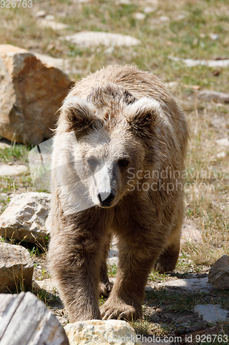 Image of Himalayan brown bear (Ursus arctos isabellinus)