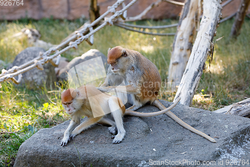 Image of patas monkey (Erythrocebus patas)