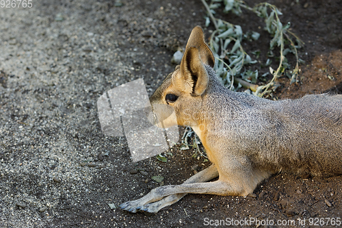 Image of Patagonian Mara (Dolichotis patagonum)