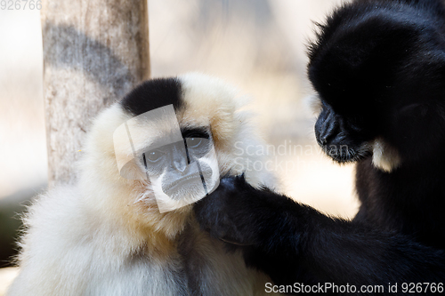 Image of primatte Yellow-cheeked gibbon (Nomascus gabriellae)