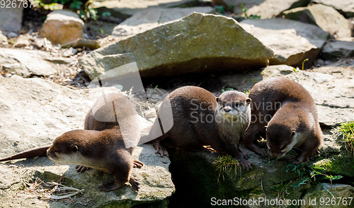 Image of family of European otter (Lutra lutra)