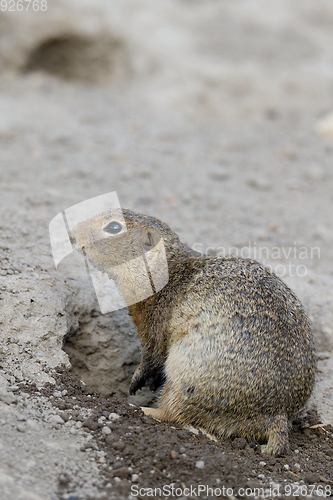 Image of European ground squirrel (Spermophilus citellus)