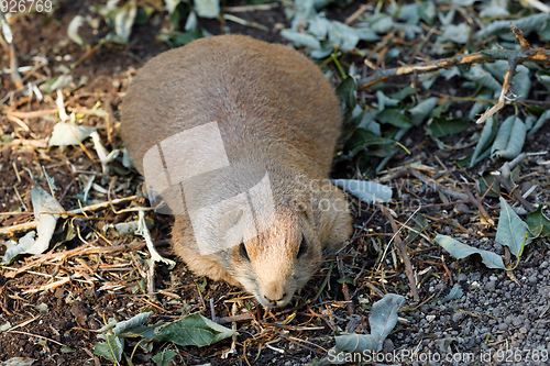 Image of Black-tailed prairie dogs (Cynomys ludovicianus)