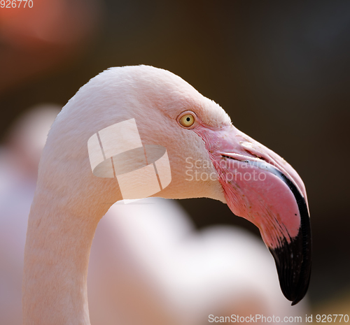 Image of bird Rose flamingo (Phoenicopterus roseus)