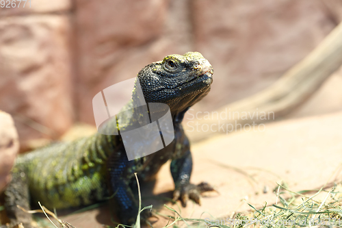 Image of Uromastyx is a genus of African and Asian agamid lizards