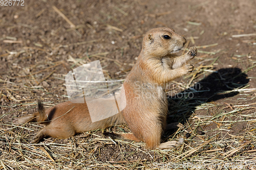 Image of Black-tailed prairie dogs (Cynomys ludovicianus)