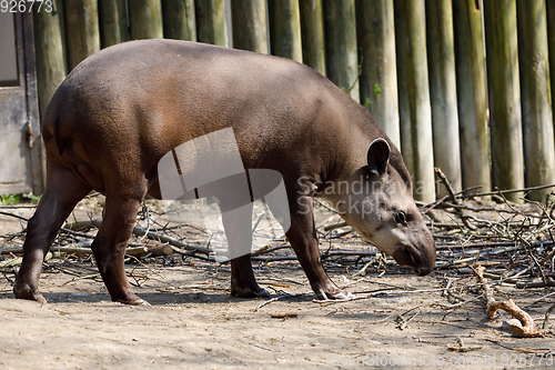 Image of endangered South American tapir