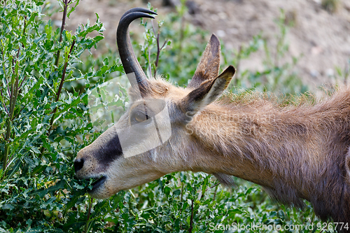 Image of Male chamois at the mountain hill