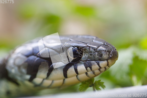 Image of grass snake (Natrix natrix) close up