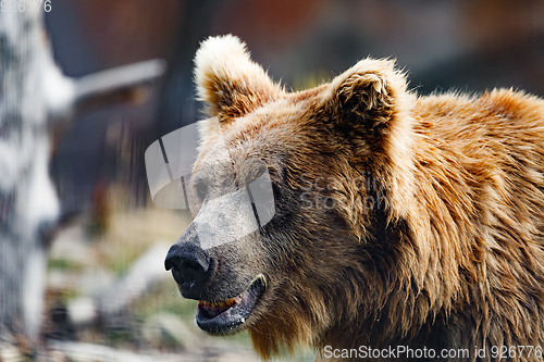 Image of Himalayan brown bear (Ursus arctos isabellinus)