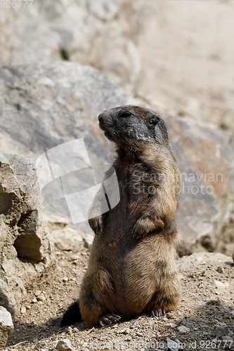 Image of alpine marmot (Marmota marmota latirostris) on the rock